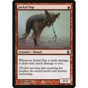 Jackal Pup