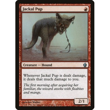 Jackal Pup