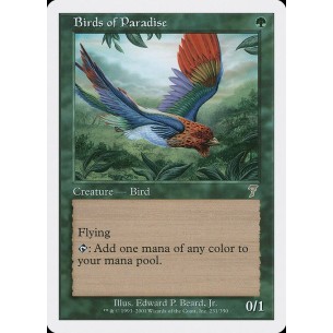 Birds of Paradise