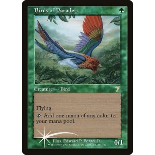Birds of Paradise