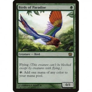 Birds of Paradise