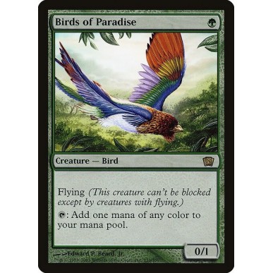 Birds of Paradise