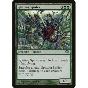 Spitting Spider