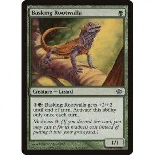Basking Rootwalla
