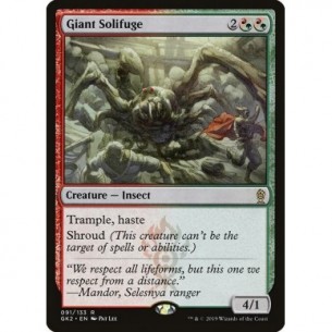 Solifugo Gigante