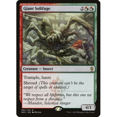 Solifugo Gigante
