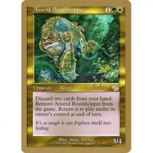 Anurid Brushhopper