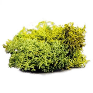 The Army Painter - Summer Undergrowth Basette ed elementi scenici 2