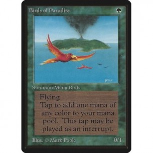 Birds of Paradise