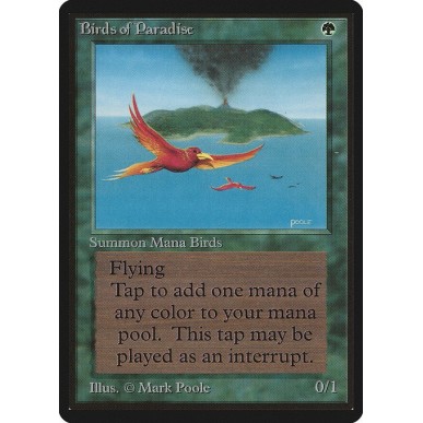 Birds of Paradise