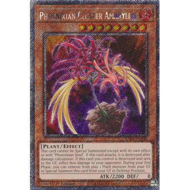 Grappolo di Amarillidi di Fenice (V.2...