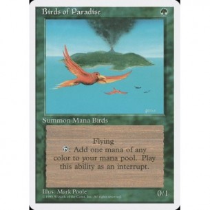 Birds of Paradise