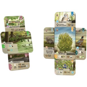 Forest Shuffle - Dartmoor 2