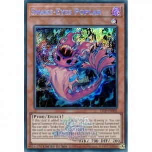 Occhi di Serpente Pioppo...