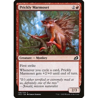 Marmosetta Pungente