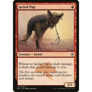 Jackal Pup