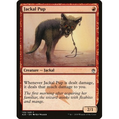 Jackal Pup
