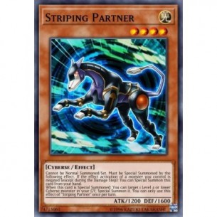 Compagno Striping