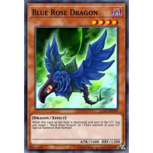 Drago Rosa Blu