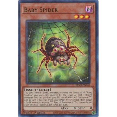 Baby Spider