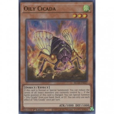 Oily Cicada