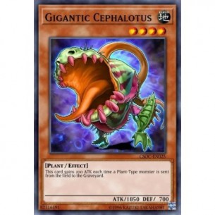 Cephalotus Gigante