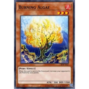Burning Algae