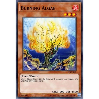 Burning Algae