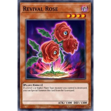 Revival Rose