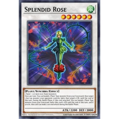 Rosa Splendida