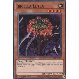 Ibicella Lutea