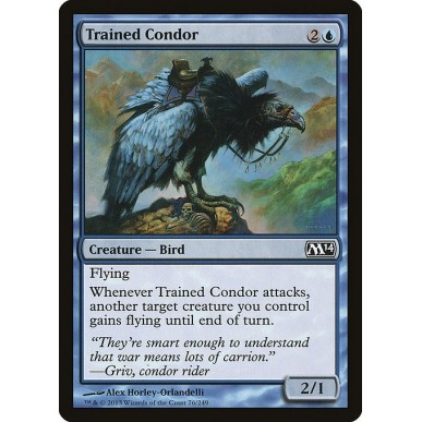 Condor Addestrato